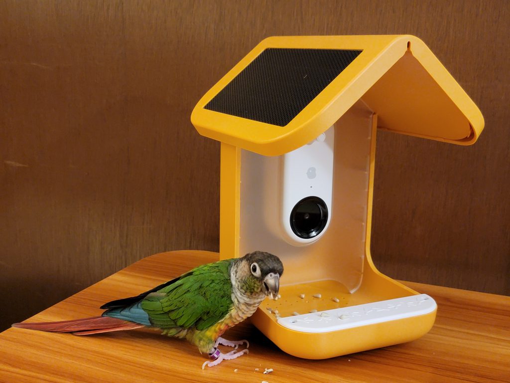 Bird Buddy – smart feeder review